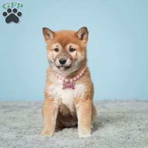 Shiba cocker hot sale spaniel mix